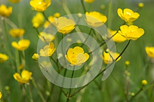 Ranunculus, buttercups,ÃÂ spearwortsÃÂ andÃÂ water crowfoots on the field photo